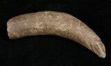 Fossil Sperm Whale Tooth - Georgia #5007-1